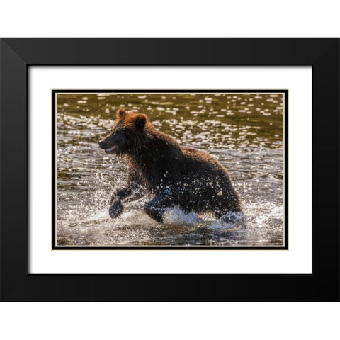 AK, Tongass NF Young grizzly cub hunting fish Black Modern Wood Framed Art Print with Double Matting by Illg, Cathy and Gordon