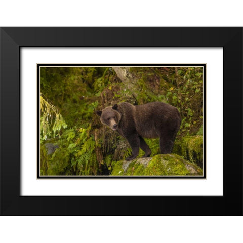 AK, Tongass NF Grizzly bear standing on boulder Black Modern Wood Framed Art Print with Double Matting by Illg, Cathy and Gordon