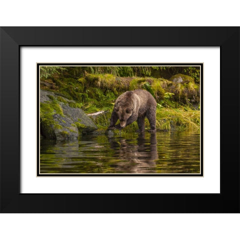 AK, Tongass NF Grizzly bear hunts for salmon Black Modern Wood Framed Art Print with Double Matting by Illg, Cathy and Gordon