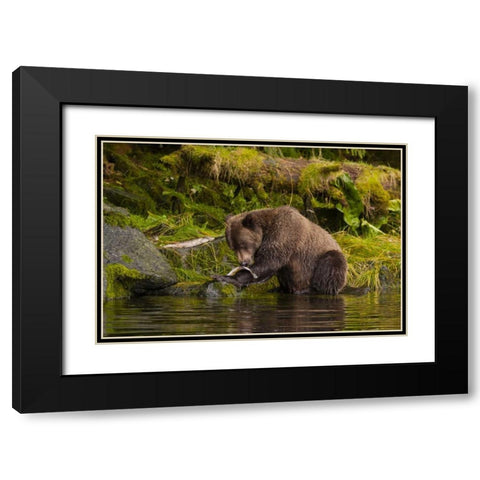 AK, Tongass NF Grizzly bear catches salmon Black Modern Wood Framed Art Print with Double Matting by Illg, Cathy and Gordon