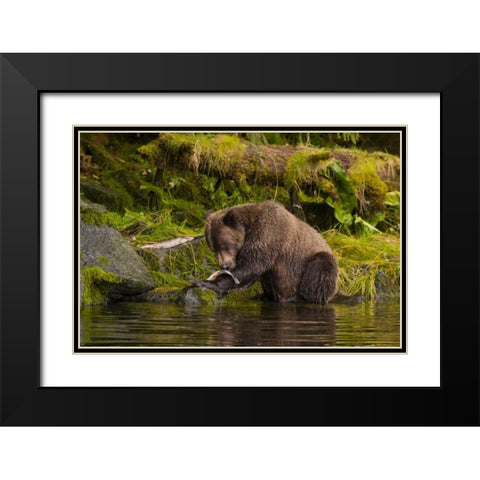AK, Tongass NF Grizzly bear catches salmon Black Modern Wood Framed Art Print with Double Matting by Illg, Cathy and Gordon