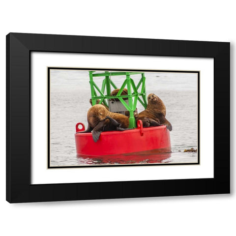 Alaska, Tongass NF Sea lions resting on a buoy Black Modern Wood Framed Art Print with Double Matting by Illg, Cathy and Gordon