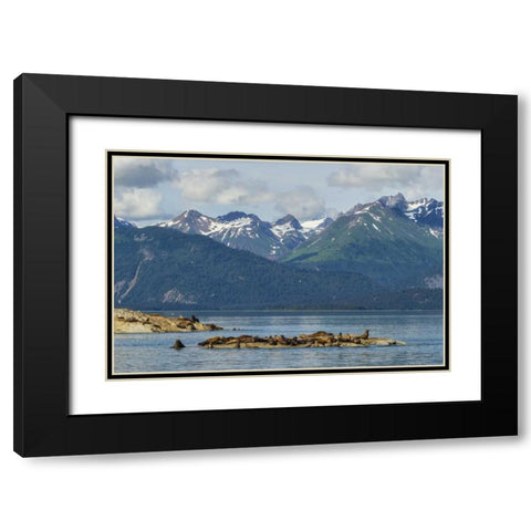 Alaska, Glacier Bay NP Stellars sea lions Black Modern Wood Framed Art Print with Double Matting by Illg, Cathy and Gordon