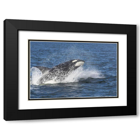USA, Alaska Orca whale breaching Black Modern Wood Framed Art Print with Double Matting by Paulson, Don