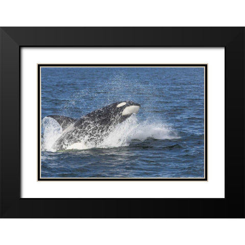 USA, Alaska Orca whale breaching Black Modern Wood Framed Art Print with Double Matting by Paulson, Don