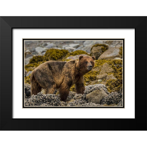 USA, Alaska, Glacier Bay NP Brown bear on beach Black Modern Wood Framed Art Print with Double Matting by Paulson, Don