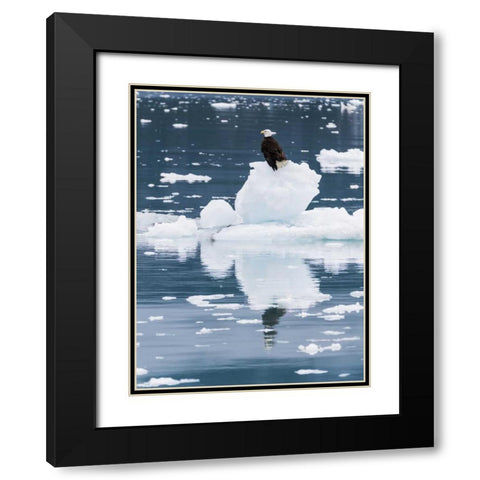 Alaska, Glacier Bay NP Bald eagle on iceberg Black Modern Wood Framed Art Print with Double Matting by Paulson, Don