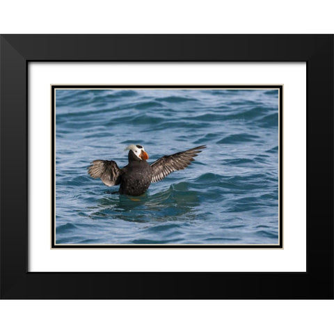 Alaska, Glacier Bay NP Tufted puffin in water Black Modern Wood Framed Art Print with Double Matting by Paulson, Don