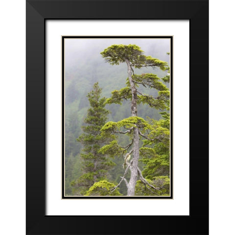 Alaska, Glacier Bay NP Scenic of hemlock tree Black Modern Wood Framed Art Print with Double Matting by Paulson, Don