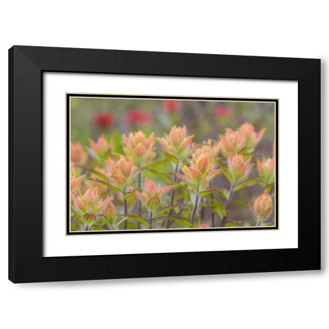Alaska, Glacier Bay NP Indian paintbrush flowers Black Modern Wood Framed Art Print with Double Matting by Paulson, Don