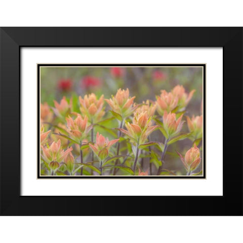 Alaska, Glacier Bay NP Indian paintbrush flowers Black Modern Wood Framed Art Print with Double Matting by Paulson, Don