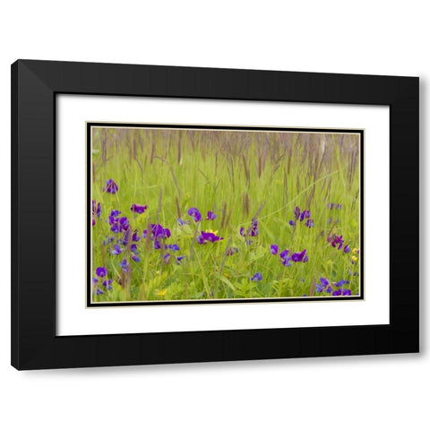 Alaska, Glacier Bay NP flowers in grassy meadow Black Modern Wood Framed Art Print with Double Matting by Paulson, Don
