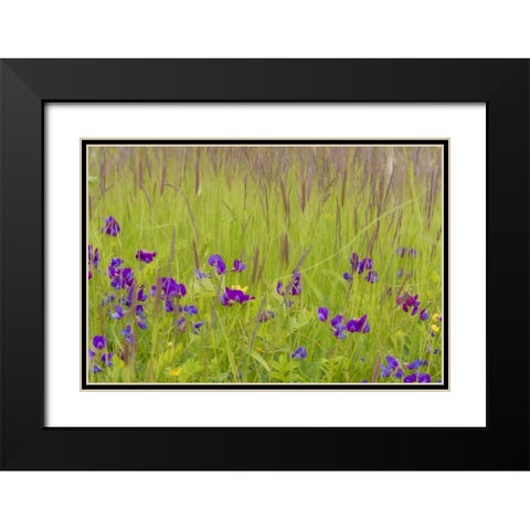 Alaska, Glacier Bay NP flowers in grassy meadow Black Modern Wood Framed Art Print with Double Matting by Paulson, Don