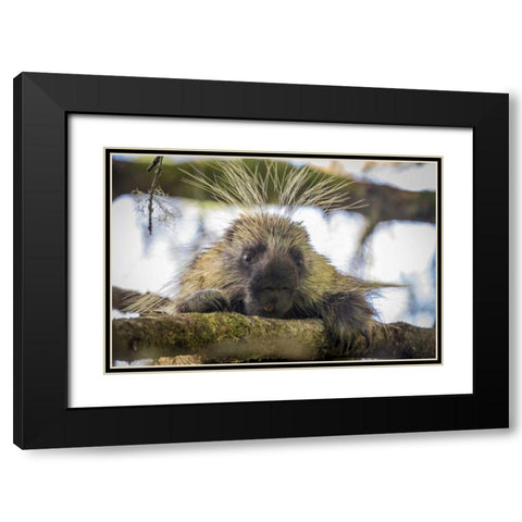 Alaska, Glacier Bay NP Porcupine in a tree Black Modern Wood Framed Art Print with Double Matting by Paulson, Don