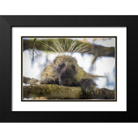 Alaska, Glacier Bay NP Porcupine in a tree Black Modern Wood Framed Art Print with Double Matting by Paulson, Don