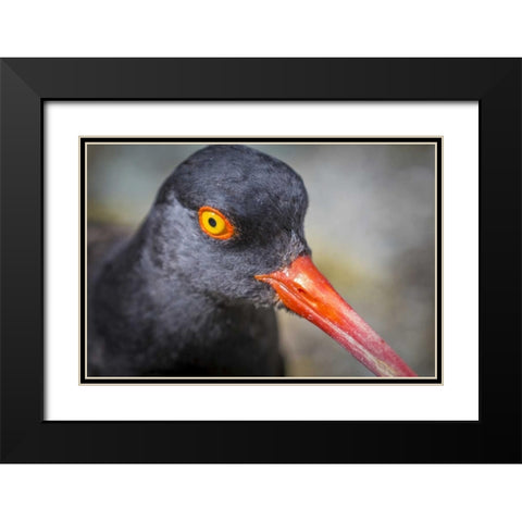 Alaska, Glacier Bay NP Black oyster catcher bird Black Modern Wood Framed Art Print with Double Matting by Paulson, Don