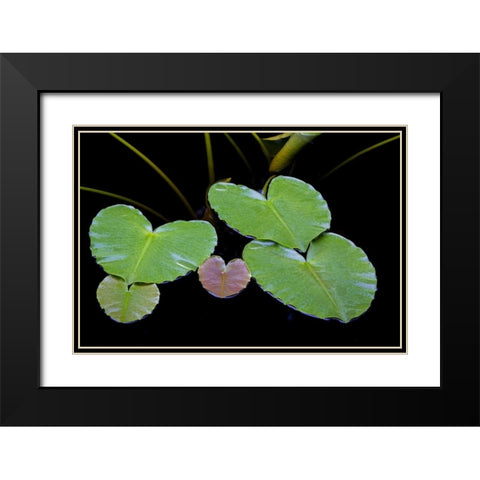 AK, Glacier Bay NP Pond lily in Dundas Bay Black Modern Wood Framed Art Print with Double Matting by Paulson, Don