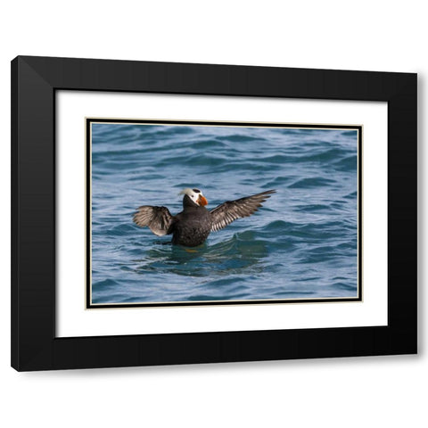 Alaska, Glacier Bay NP Tufted puffin in water Black Modern Wood Framed Art Print with Double Matting by Paulson, Don