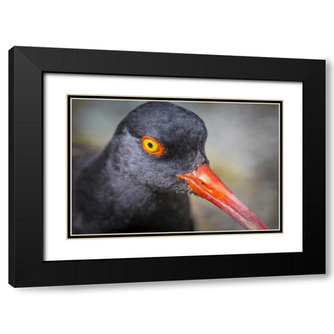 Alaska, Glacier Bay NP Black oystercatcher bird Black Modern Wood Framed Art Print with Double Matting by Paulson, Don
