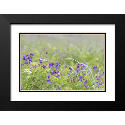 Alaska, Glacier Bay NP Wildflowers in meadow Black Modern Wood Framed Art Print with Double Matting by Paulson, Don