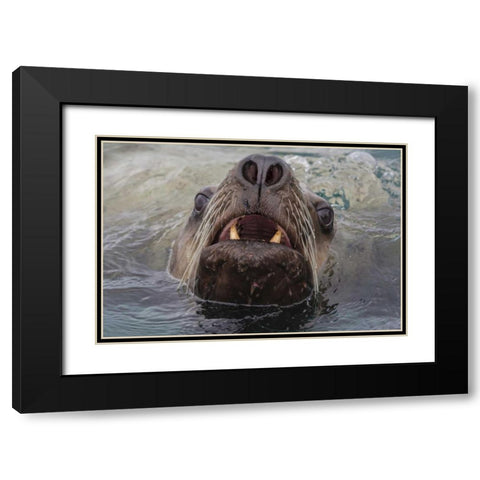 Alaska Stellar sea lion face in water Black Modern Wood Framed Art Print with Double Matting by Paulson, Don