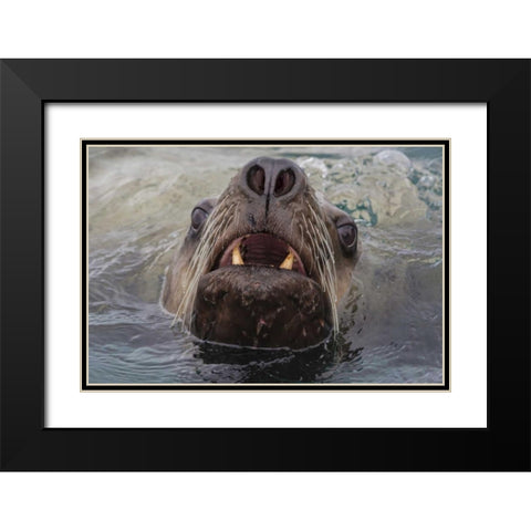 Alaska Stellar sea lion face in water Black Modern Wood Framed Art Print with Double Matting by Paulson, Don
