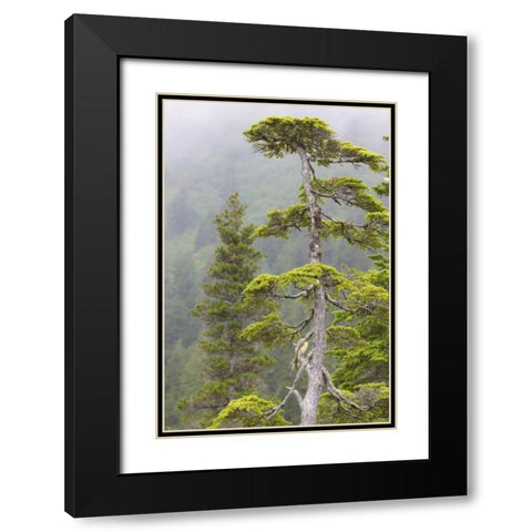 Alaska, Glacier Bay NP Hemlock tree in forest Black Modern Wood Framed Art Print with Double Matting by Paulson, Don