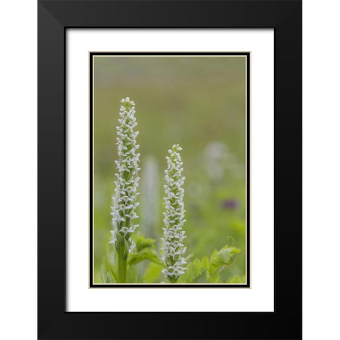 Alaska, Glacier Bay NP White bog orchid Black Modern Wood Framed Art Print with Double Matting by Paulson, Don