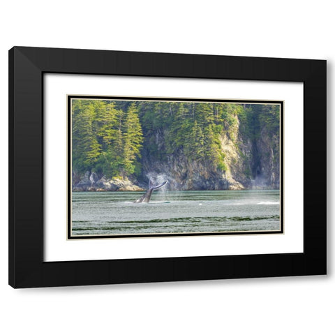 Alaska Humpback whale tail lobbing Black Modern Wood Framed Art Print with Double Matting by Paulson, Don