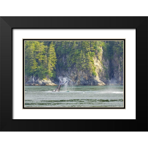 Alaska Humpback whale tail lobbing Black Modern Wood Framed Art Print with Double Matting by Paulson, Don