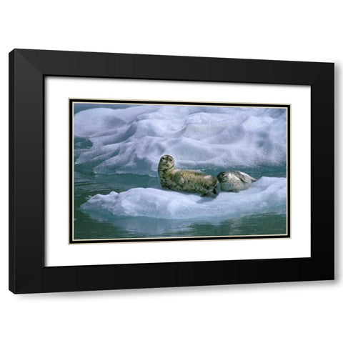 AK, Inside Passage Seal and pup on ice float Black Modern Wood Framed Art Print with Double Matting by Rotenberg, Nancy