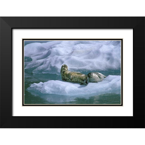 AK, Inside Passage Seal and pup on ice float Black Modern Wood Framed Art Print with Double Matting by Rotenberg, Nancy