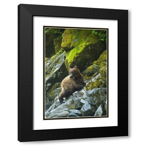 USA, Alaska Young grizzly bear on rocky slope Black Modern Wood Framed Art Print with Double Matting by Rotenberg, Nancy