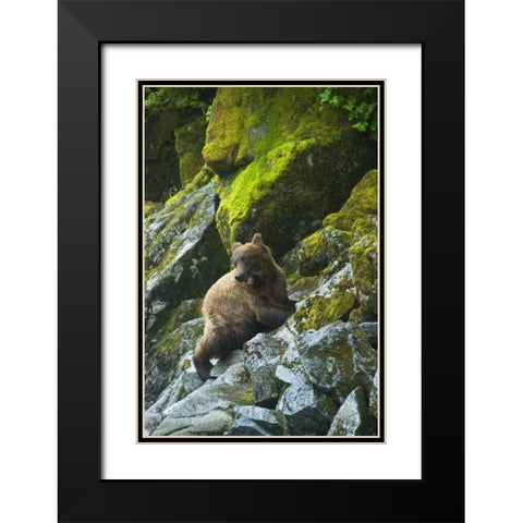 USA, Alaska Young grizzly bear on rocky slope Black Modern Wood Framed Art Print with Double Matting by Rotenberg, Nancy