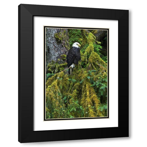 USA, Alaska Bald eagle in mossy tree Black Modern Wood Framed Art Print with Double Matting by Rotenberg, Nancy