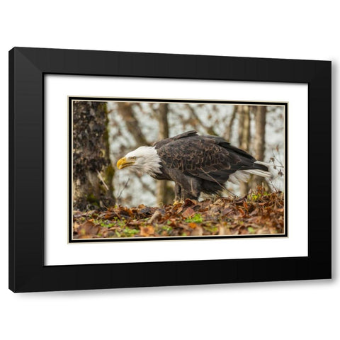 Alaska, Chilkat Preserve Bald eagle on ground Black Modern Wood Framed Art Print with Double Matting by Illg, Cathy and Gordon