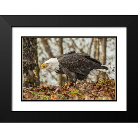 Alaska, Chilkat Preserve Bald eagle on ground Black Modern Wood Framed Art Print with Double Matting by Illg, Cathy and Gordon