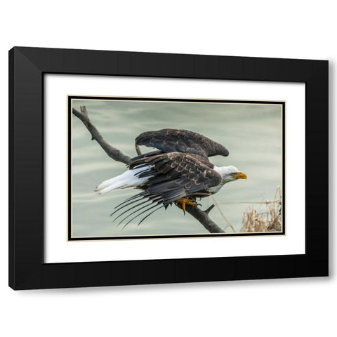 AK, Chilkat Bald eagle taking flight Black Modern Wood Framed Art Print with Double Matting by Illg, Cathy and Gordon