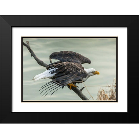 AK, Chilkat Bald eagle taking flight Black Modern Wood Framed Art Print with Double Matting by Illg, Cathy and Gordon