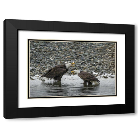 AK, Chilkat Bald eagles calling Black Modern Wood Framed Art Print with Double Matting by Illg, Cathy and Gordon