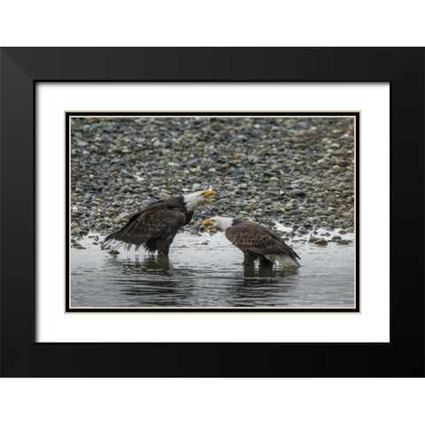 AK, Chilkat Bald eagles calling Black Modern Wood Framed Art Print with Double Matting by Illg, Cathy and Gordon