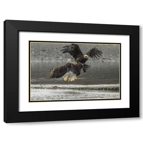 AK, Chilkat Bald eagles fighting in the air Black Modern Wood Framed Art Print with Double Matting by Illg, Cathy and Gordon