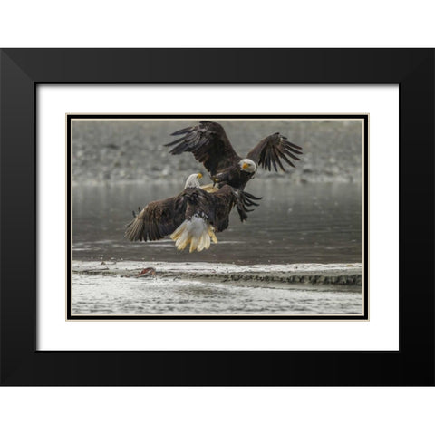 AK, Chilkat Bald eagles fighting in the air Black Modern Wood Framed Art Print with Double Matting by Illg, Cathy and Gordon