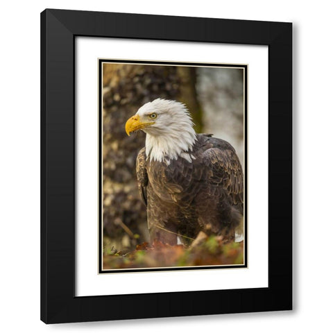 Alaska, Chilkat Preserve Bald eagle on ground Black Modern Wood Framed Art Print with Double Matting by Illg, Cathy and Gordon