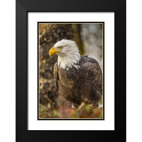 Alaska, Chilkat Preserve Bald eagle on ground Black Modern Wood Framed Art Print with Double Matting by Illg, Cathy and Gordon