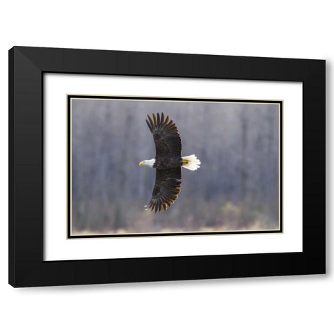 Alaska, Chilkat Preserve Bald eagle in flight Black Modern Wood Framed Art Print with Double Matting by Illg, Cathy and Gordon
