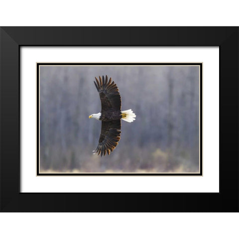 Alaska, Chilkat Preserve Bald eagle in flight Black Modern Wood Framed Art Print with Double Matting by Illg, Cathy and Gordon