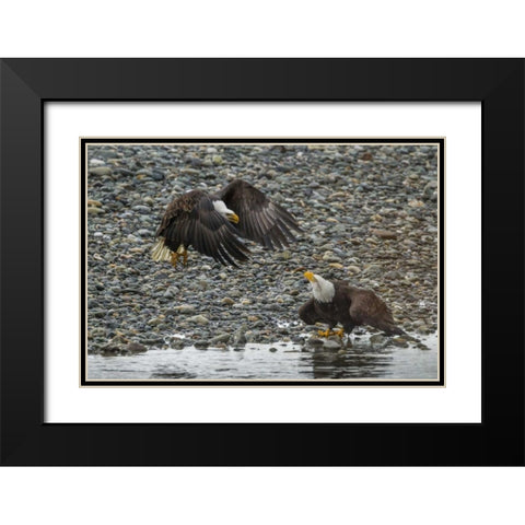 AK, Chilkat Bald eagle fight for fish Black Modern Wood Framed Art Print with Double Matting by Illg, Cathy and Gordon