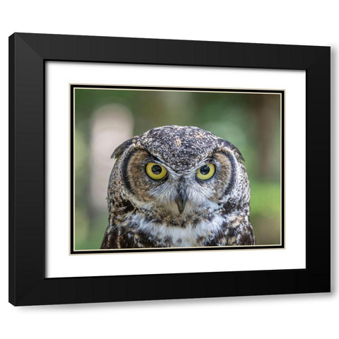 Alaska-Sitka Great horned owl at Alaska Raptor Center  Black Modern Wood Framed Art Print with Double Matting by Jaynes Gallery