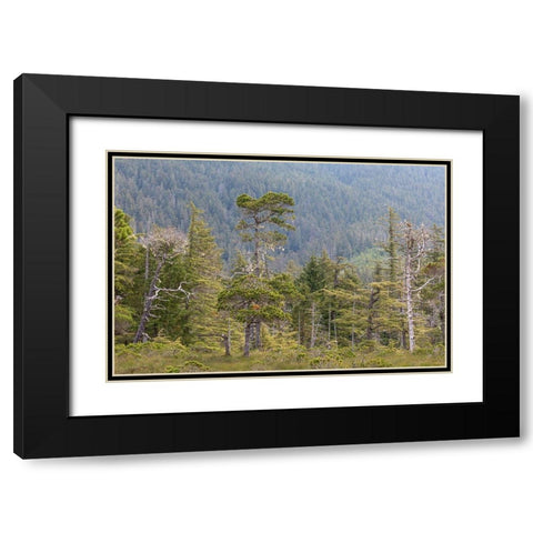 Alaska-Starrigavan Valley Forest landscape  Black Modern Wood Framed Art Print with Double Matting by Jaynes Gallery
